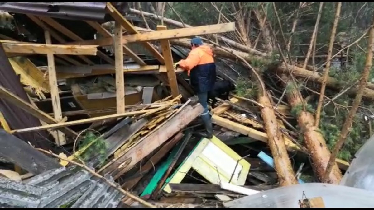 Лабрадор Клео ищет пропавших без вести во время паводка