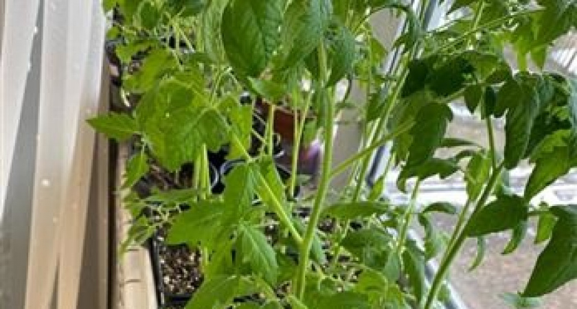 1 шт. в лунку — и томаты начнут расти как на дрожжах: станут крупными, мясистым и сладкими — до 5 кг с каждого куста