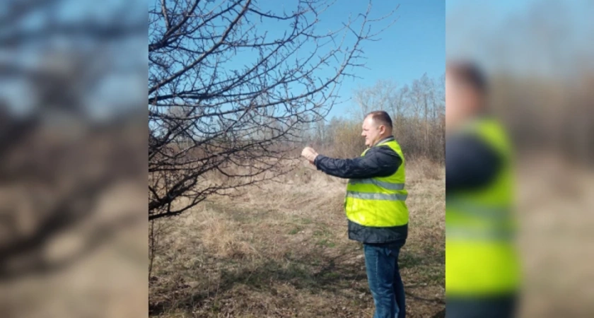 В Иркутске размещают феромонные ловушки в питомниках для защиты от насекомых
