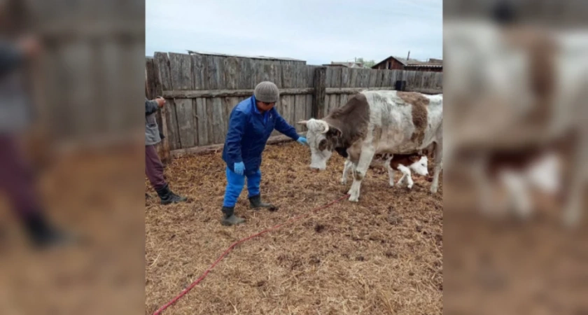 В Иркутской области спасли корову, которая родила телёнка в карстовой воронке