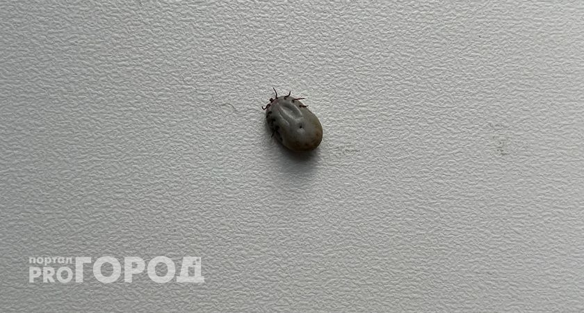 В Иркутской области снижается количество нападений клещей