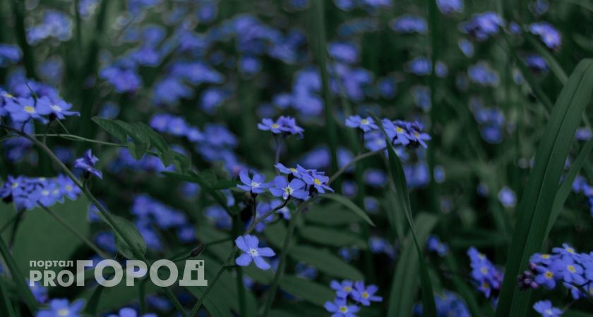 8 июня Иркутскую область ждет теплая и ветренная погода