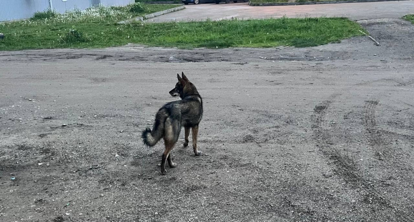 В Иркутском районе возбудили уголовное дело после того, как собака напала на школьницу