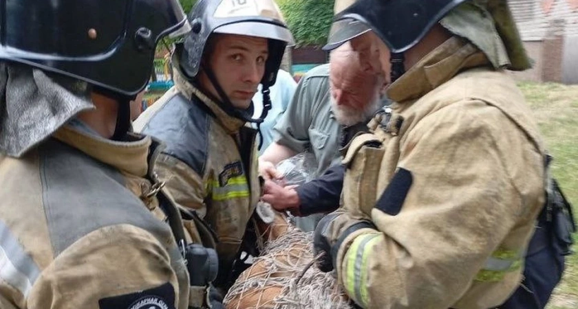 Косуля забежала на территорию детского сада в Ангарске