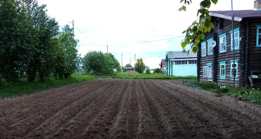 Рассыпала это по участку, и муравьи с манатками выселились навсегда — натуральный метод и мощный кладезь