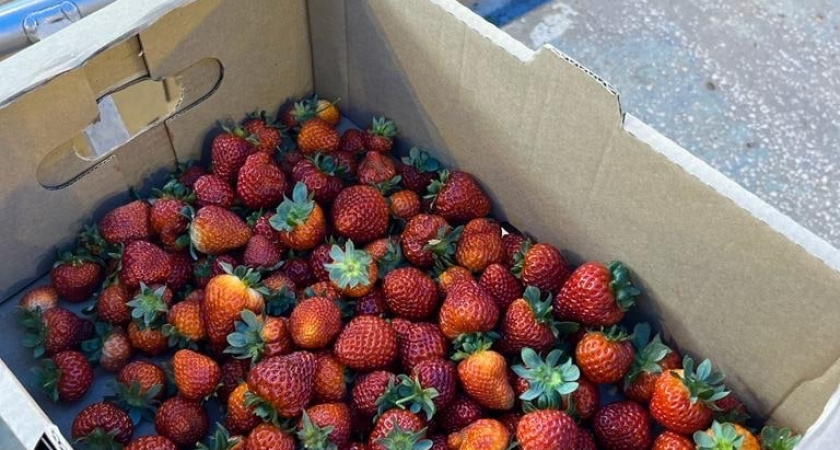В Иркутске байкальскую клубнику можно купить по 1500 рублей за килограмм