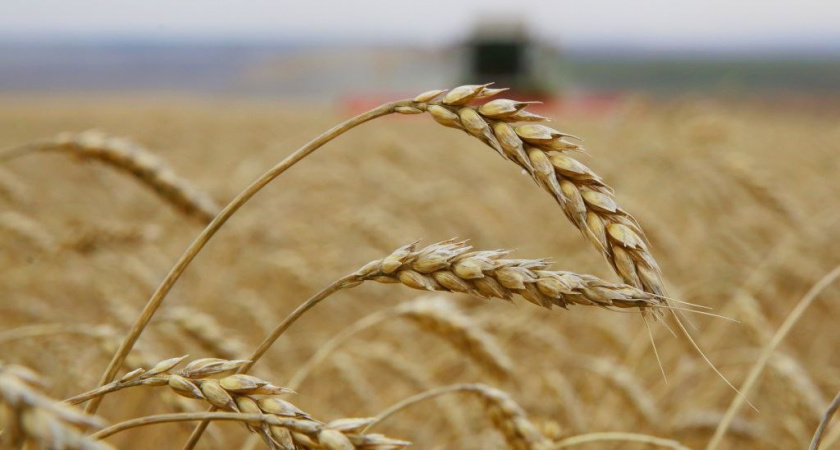 Иркутская область превысила плановый объем экспорта сельхозпродукции