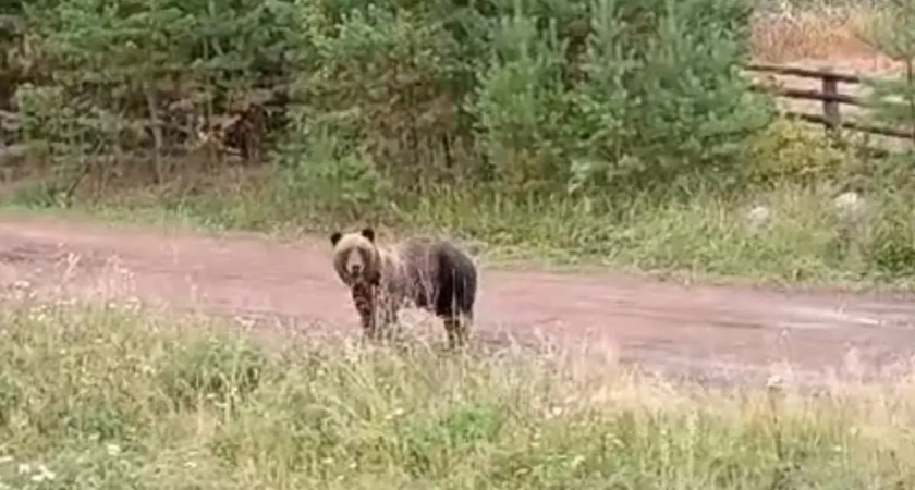 В одном из районов Иркутской области за пять дней отстреляли пять хищников