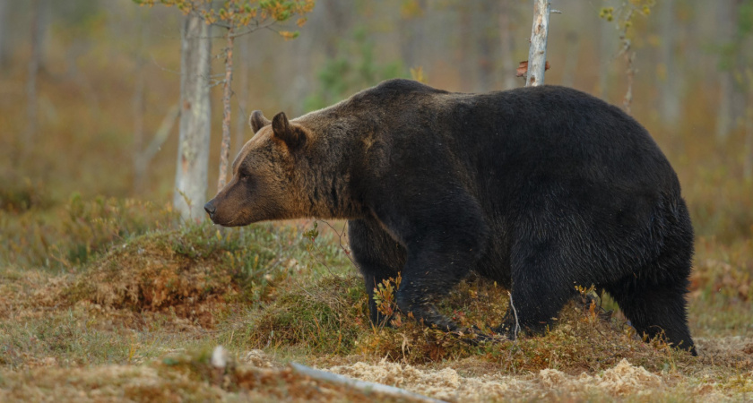 Медвежьи тропы: хищники активизировались на севере Иркутской области