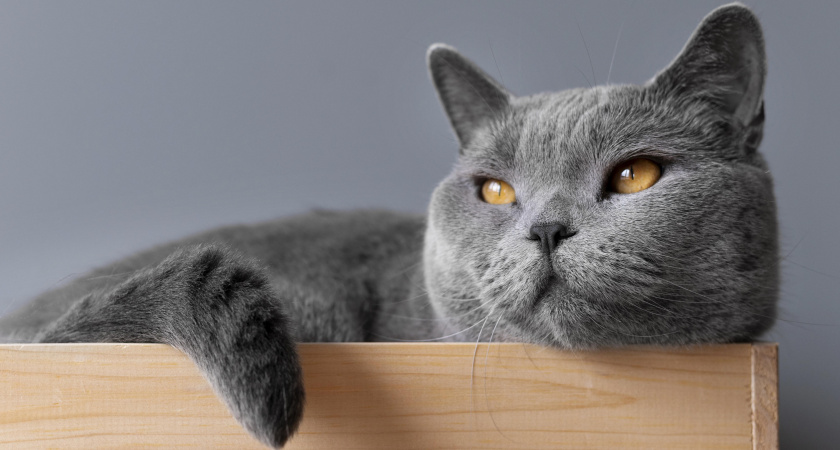 Как кошки узнают, что хозяин скоро вернётся: Наука или магия