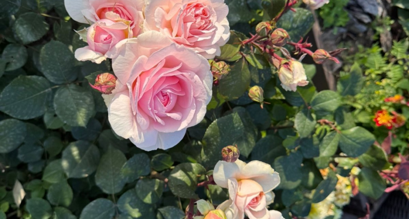 Дешевые розы из «Светофора» цветут намного лучше, чем купленные в дорогом питомнике. Делюсь своим опытом