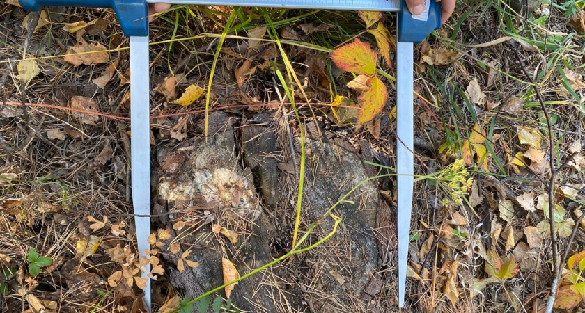 В Иркутской области пресечена незаконная вырубка леса на 10 миллионов рублей