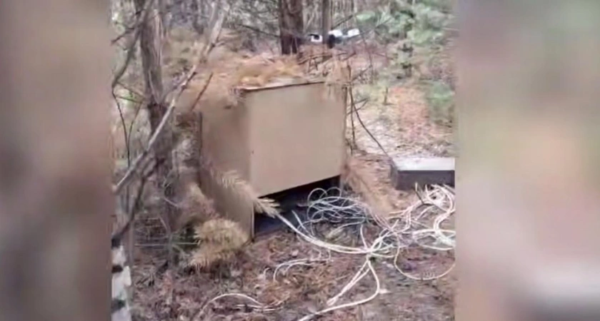 Подпольная майнинг-ферма в лесной чаще: иркутские энергетики пресекли хищение электроэнергии