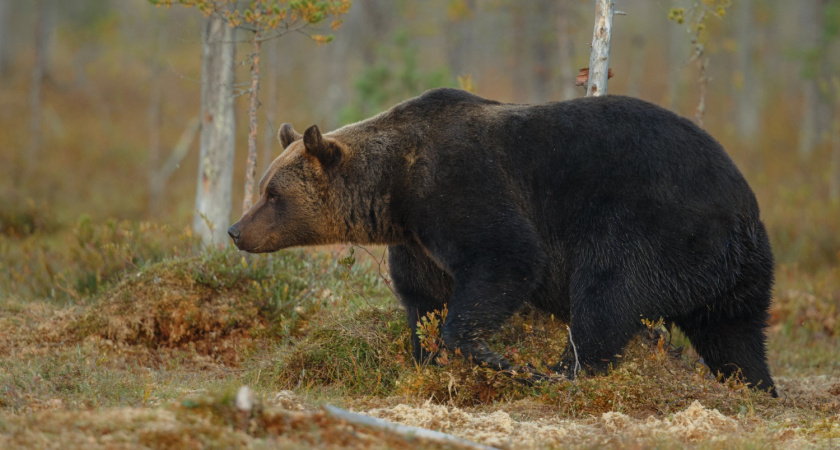 Медведи активизировались в Приангарье: за сутки зафиксировано более 10 выходов хищников к населенным пунктам
