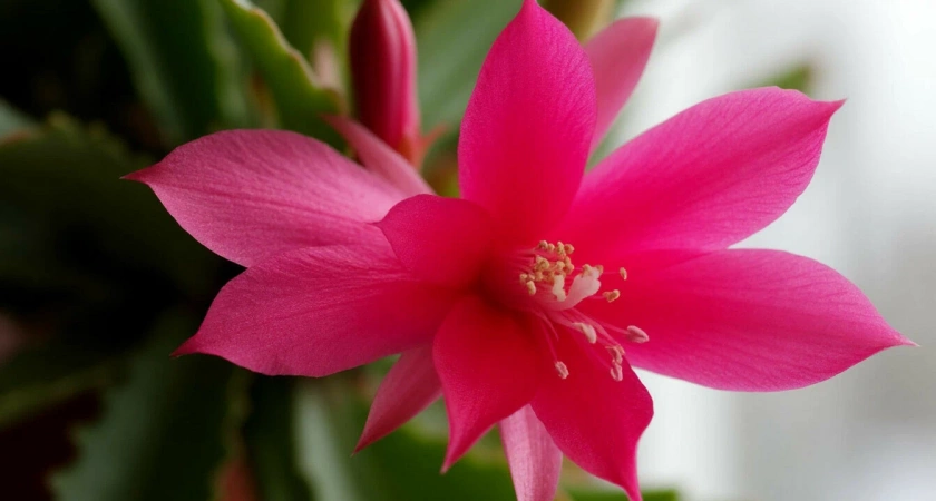 Мой черенок декабриста стал активно пушится во все стороны. Делюсь, как ухаживаю