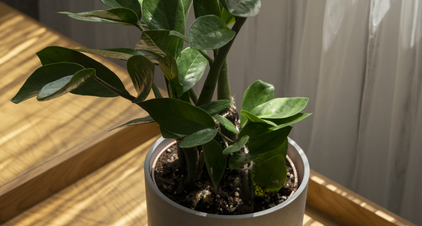 Выращиваю долларовое дерево в самом темном углу квартиры 2 года. 4 простых правила сделали замиокулькас в роскошный куст