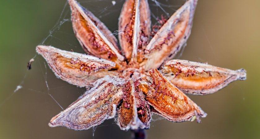 Быстро и эффективно избавляемся от паутинного клеща на комнатных цветах