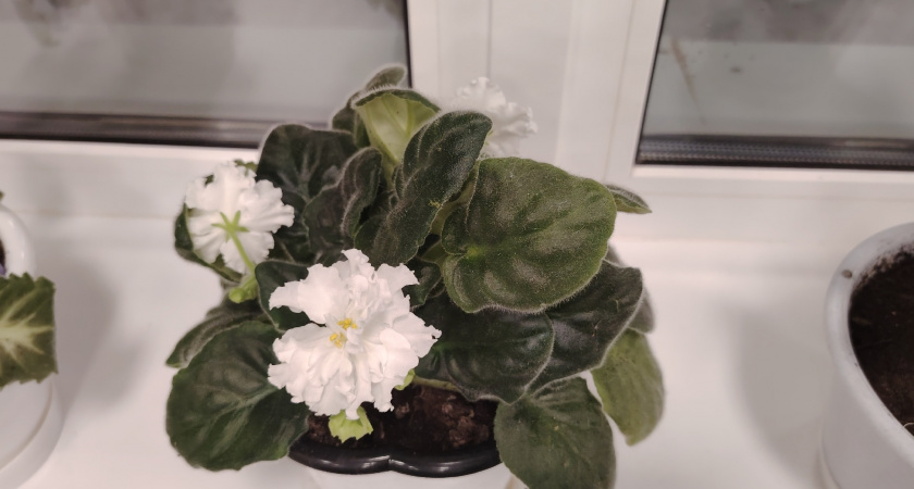 Бюджетное средство за копейки, которое вернет вашим растениям жизнь: с этим сталкивается каждый