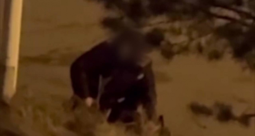 В Иркутске мужчина с отвёрткой напал на собаку