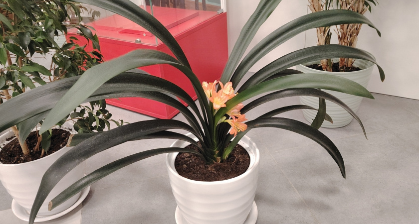 Три кита, на которых держится моё домашнее цветоводство. И частично уличное, особо ценное - мои секреты