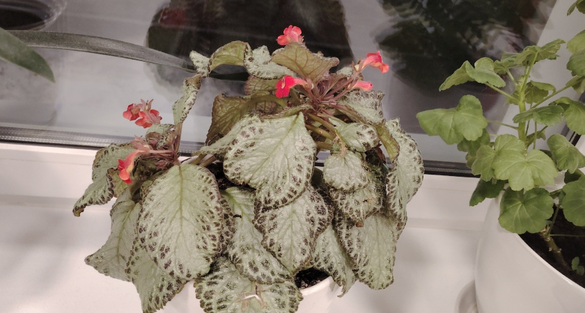 Я рискнула и заказала комнатное растение на Вайлдберриз: рассказываю, какое прислали