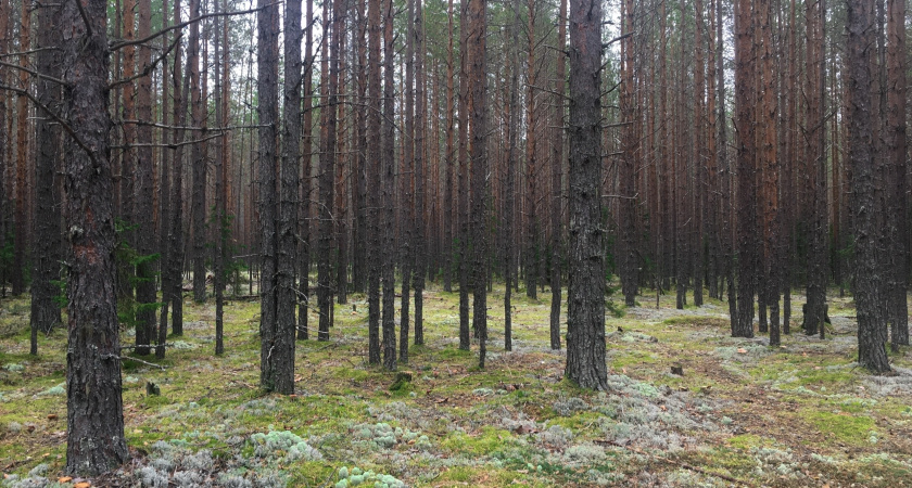 В Иркутской области пресекли незаконные рубки 1,6 гектара леса