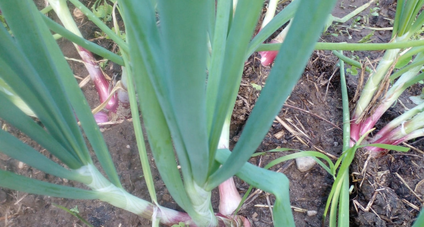 Всегда свежий лук на дома: как я просто выращиваю длинные зеленые кисточки прямо в квартире