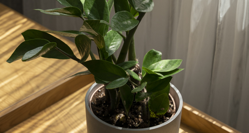 Замиокулькас выдаст сразу несколько новых листьев, если не допускать эти 5 ошибок: рассказываю на своем опыте