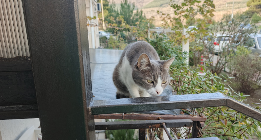 Как кошки решают, с кем из хозяев спать и что может повлиять на их выбор