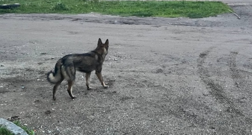 Житель Иркутской области возместит ущерб за травмы ребёнка, нанесённые его питомцем