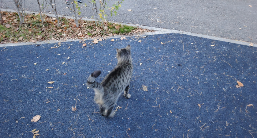 Почему нельзя трогать живот кошки, даже если она не возражает - об этом забывают 98% хозяев