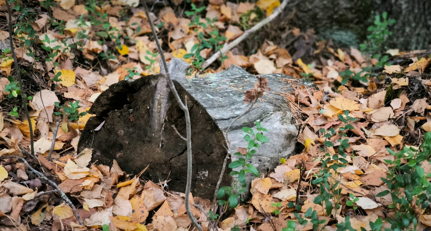 В Иркутске близится к финалу кампания по удалению старых пней