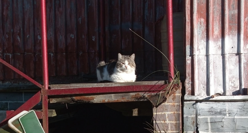 Переживший взрыв газа в Иркутской области кот обрел новую семью