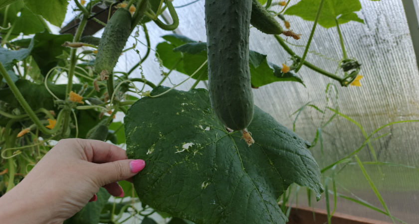 Особый сорт огурцов — устойчивый к вредителям и очень отличный урожай