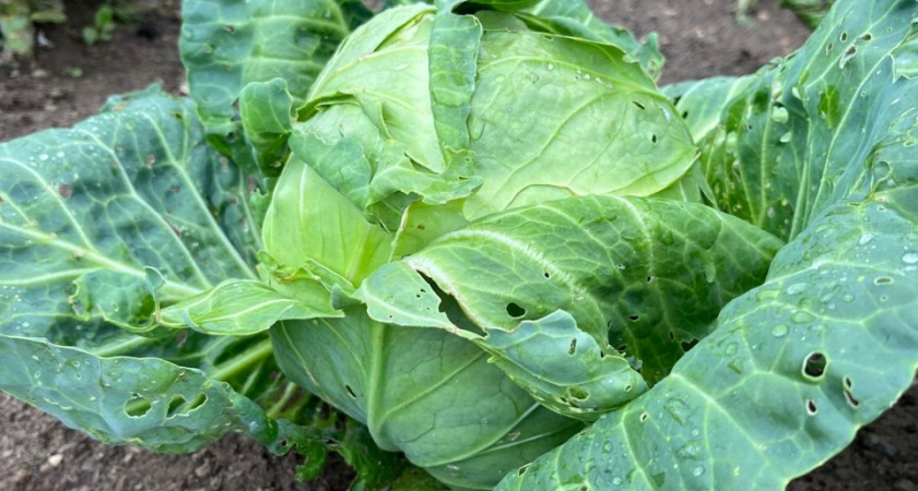 Не капуста, а подарок: 3 сорта, которые покорили всех дачников - урожай смело умножайте на 2