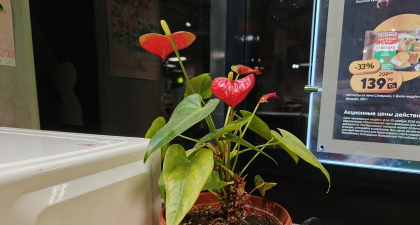 6 комнатных растений которые сейчас принято считать модными: что в них уникального?