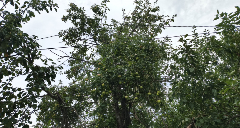 Всем яблоням и грушам делаю в ноябре — защита на всю зиму: обливаю стволы — и кора здоровая, вредители спят, а весной — ни одного нароста