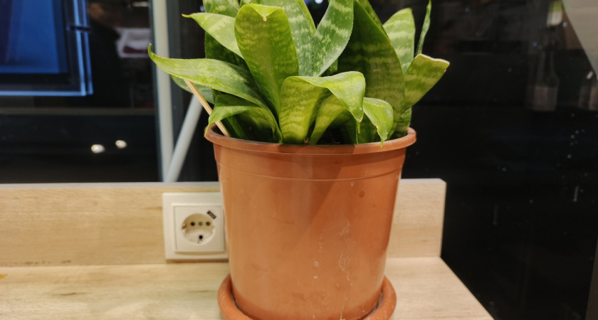 Почему не все так делают? 5 лайфхаков для пышной зелени, которые упростят уход за комнатными растениями