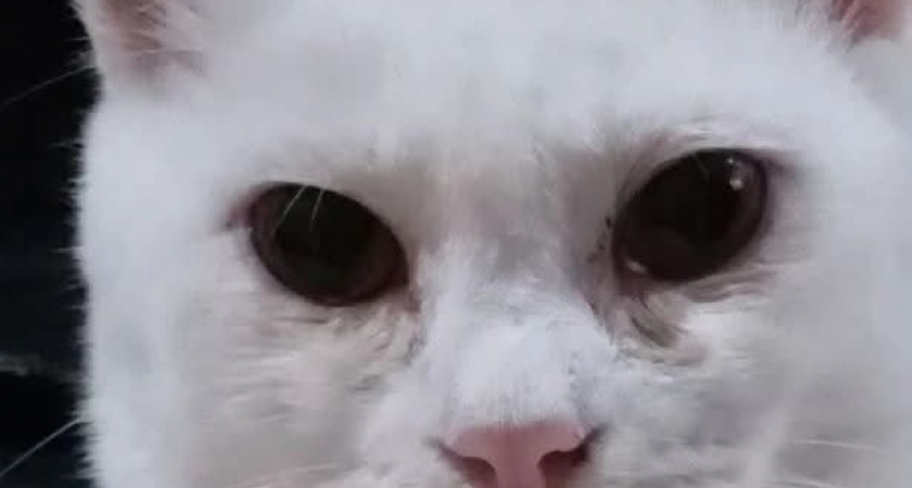 Сколько раз в день кошка должна ходить в туалет - об этом должен знать каждый владелец