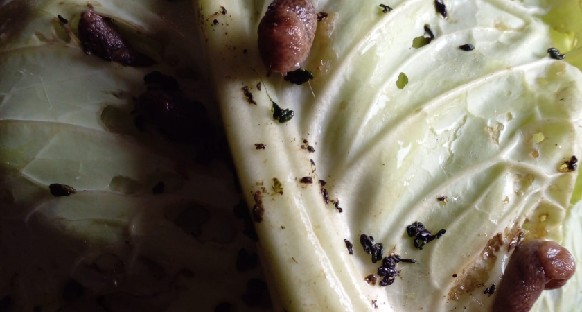 Дедовский способ против слизней: утром огород был чист - никакой химии, только копеечные компоненты