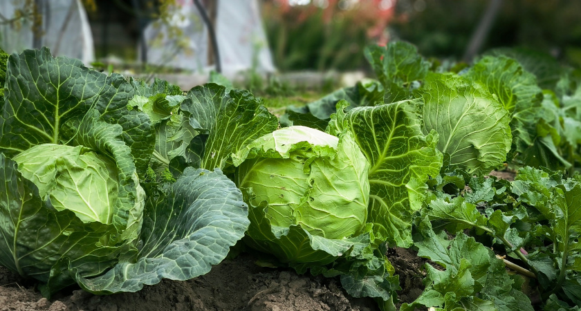 В Приангарье собрали рекордный урожай овощей