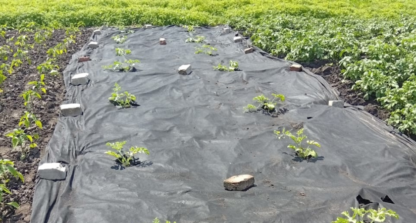 Подзимний посев: 12 культур, которые нужно успеть посеять в ноябре для сверхраннего и рекордного урожая