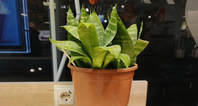 5 роковых ошибок при пересадке комнатных цветов, которые заведомо их погубят: не делайте так