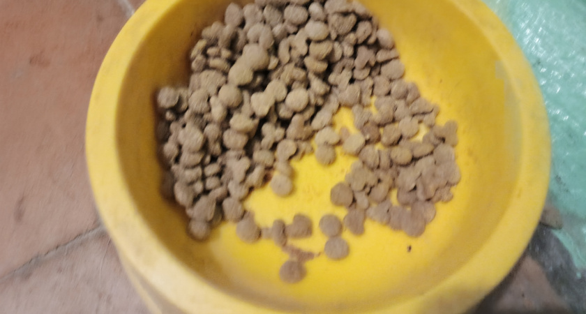 Почему домашних собак нельзя угощать сырым мясом и ещё 10 продуктов с нашего стола, которые опасны для собак