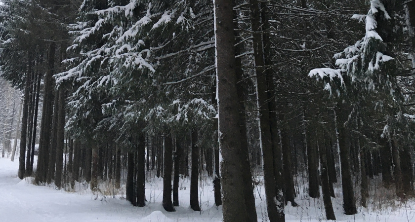 Экологический протест в Иркутске: жители Академгородка против вырубки леса под научный комплекс