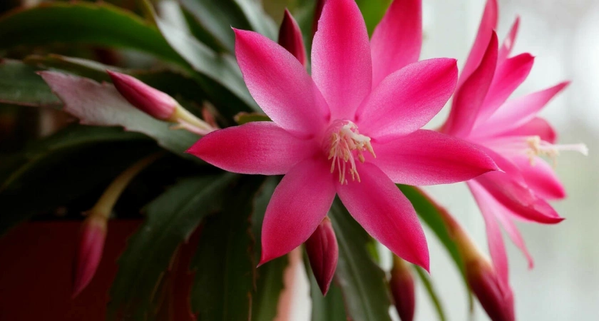 Проведите декабристу чайную церемонию. Зимой он отблагодарит вас - обалдеете от роскошного цветения