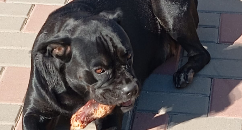 «Жить долго и счастливо» – это вовсе не про стерилизованных или кастрированных собак