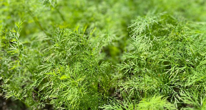 Не клубника и не грибы, а намного дешевле. На чем фермеры зарабатывают миллионы зимой, а рабочие получают зарплату по 55 тысяч