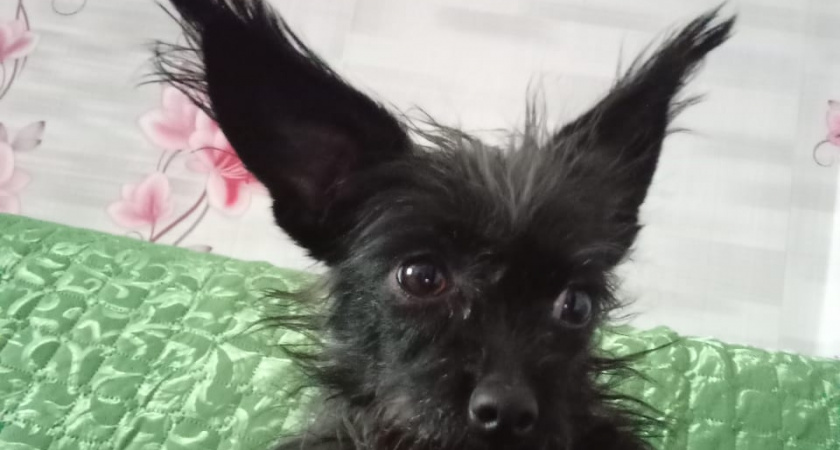 Что чувствует собака, когда её отдают? Как быстро забывает прежнего хозяина