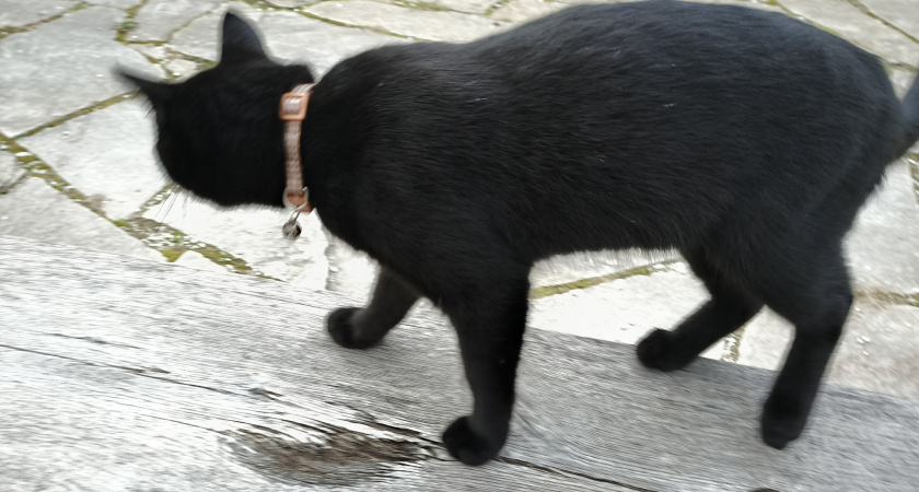 Ни в коем случае не заводите этих кошек! Самые злые породы кошек с непростым характером